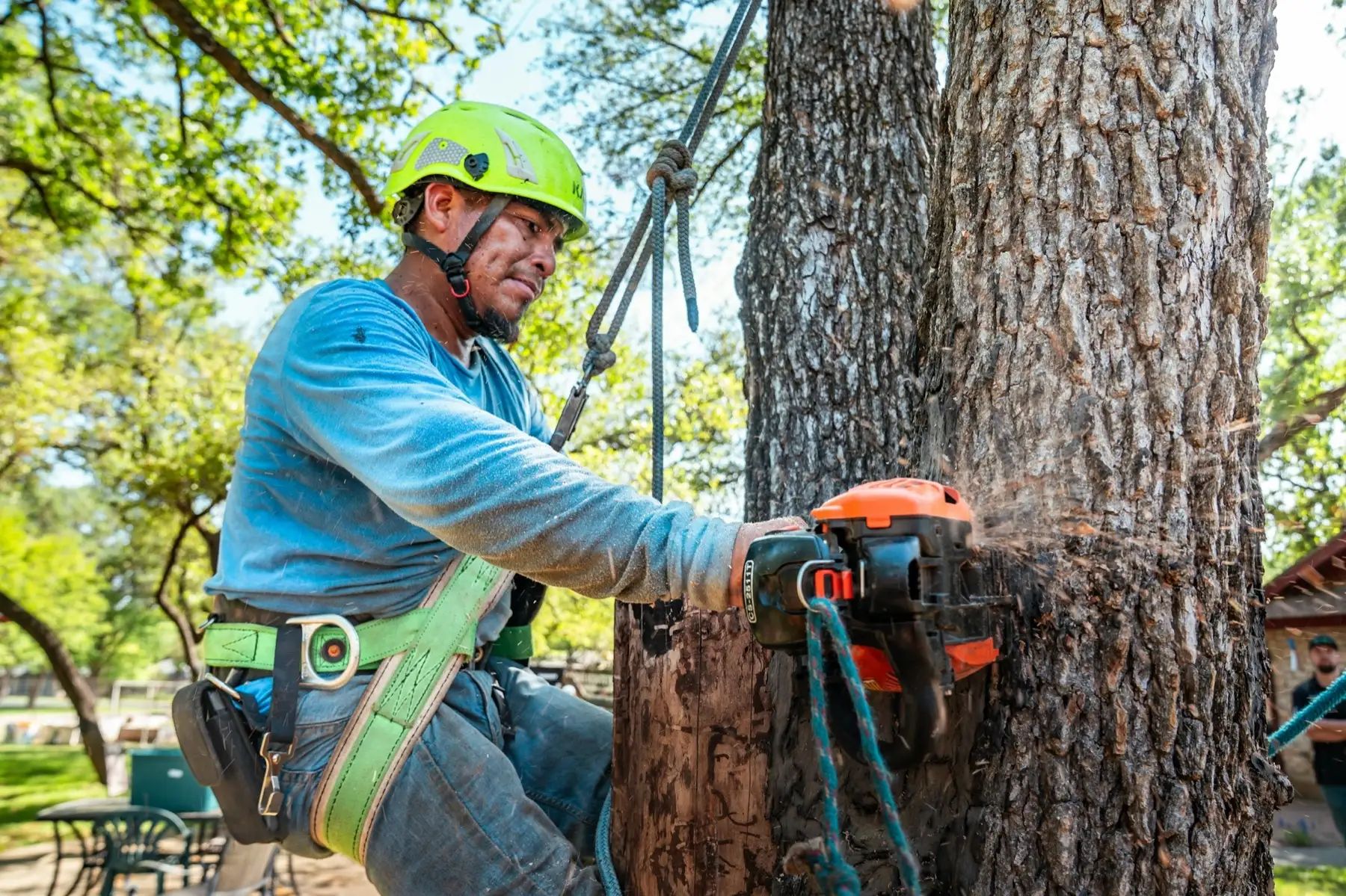 Abattage d'un arbre à la tronçonneuse