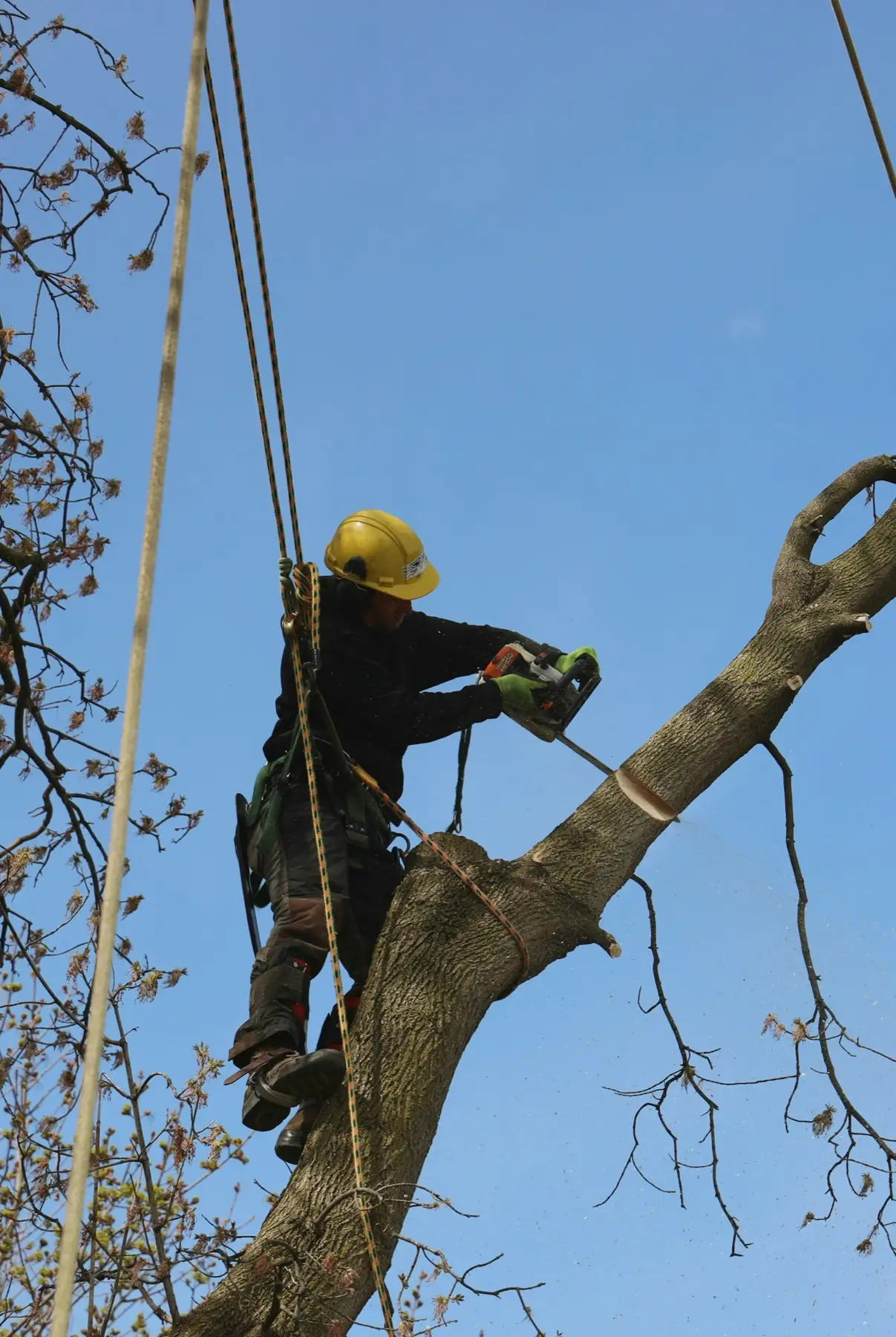 Élagueur casqué grimpant dans un arbre