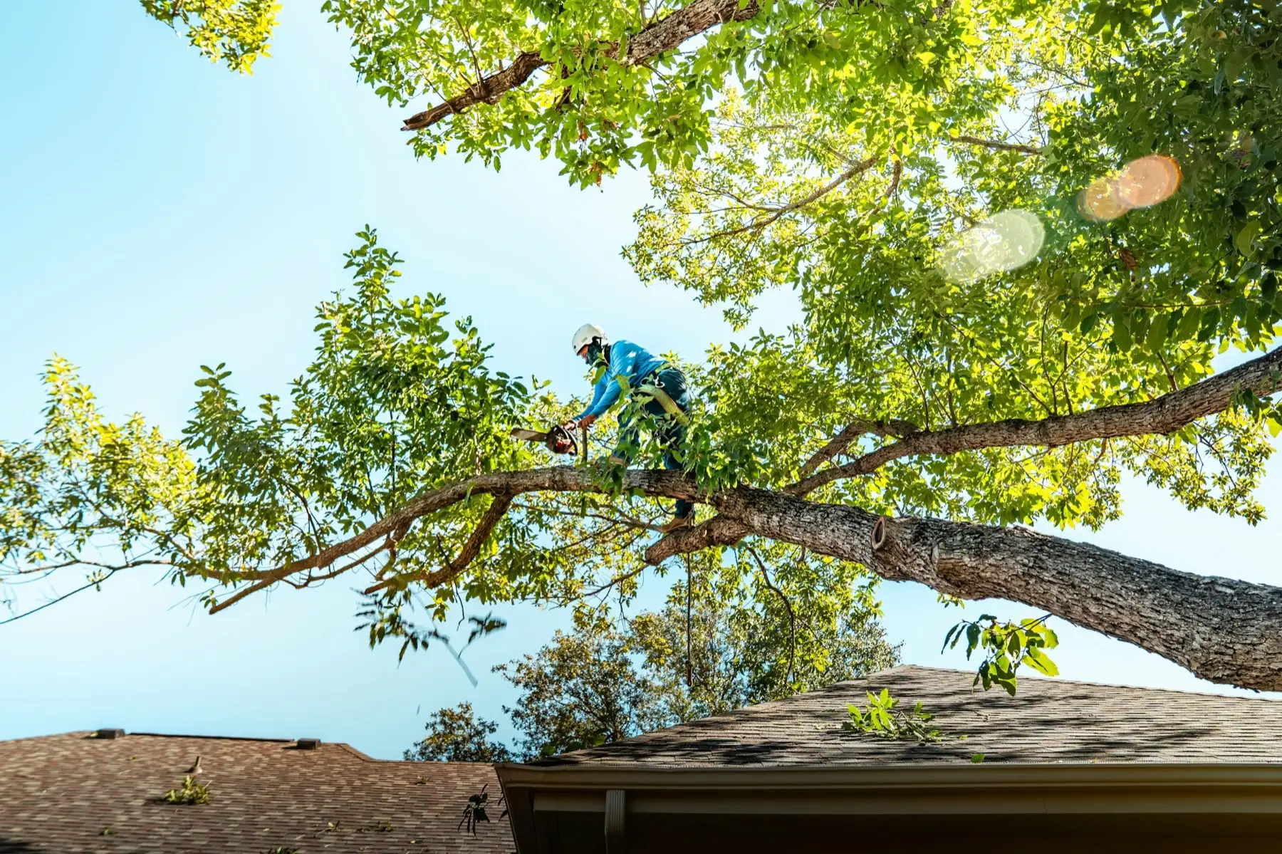 Élagueur-grimpeur en train de tailler un grand arbre au-dessus d'une maison
