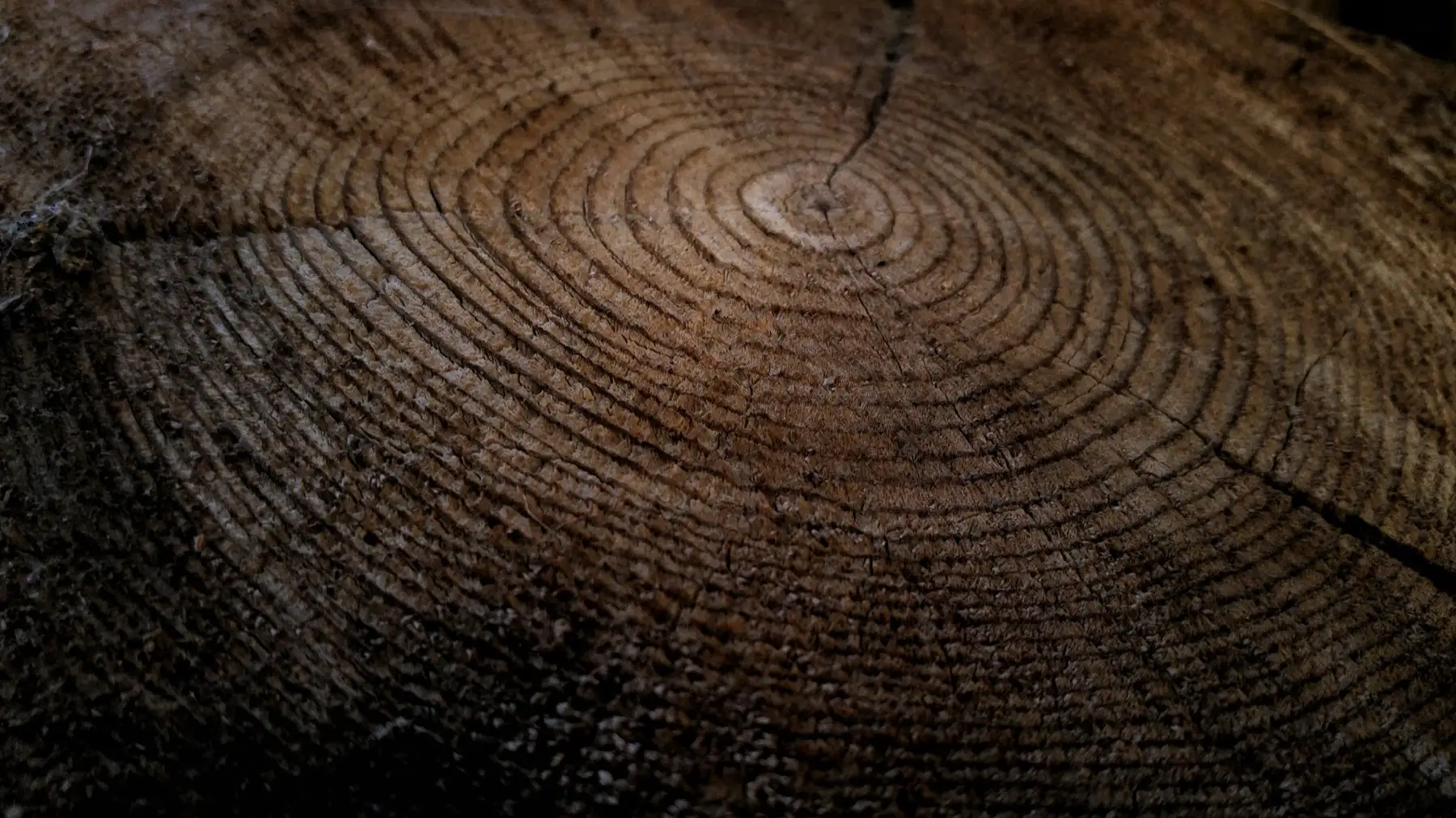 Souche d'arbre coupée au ras du sol