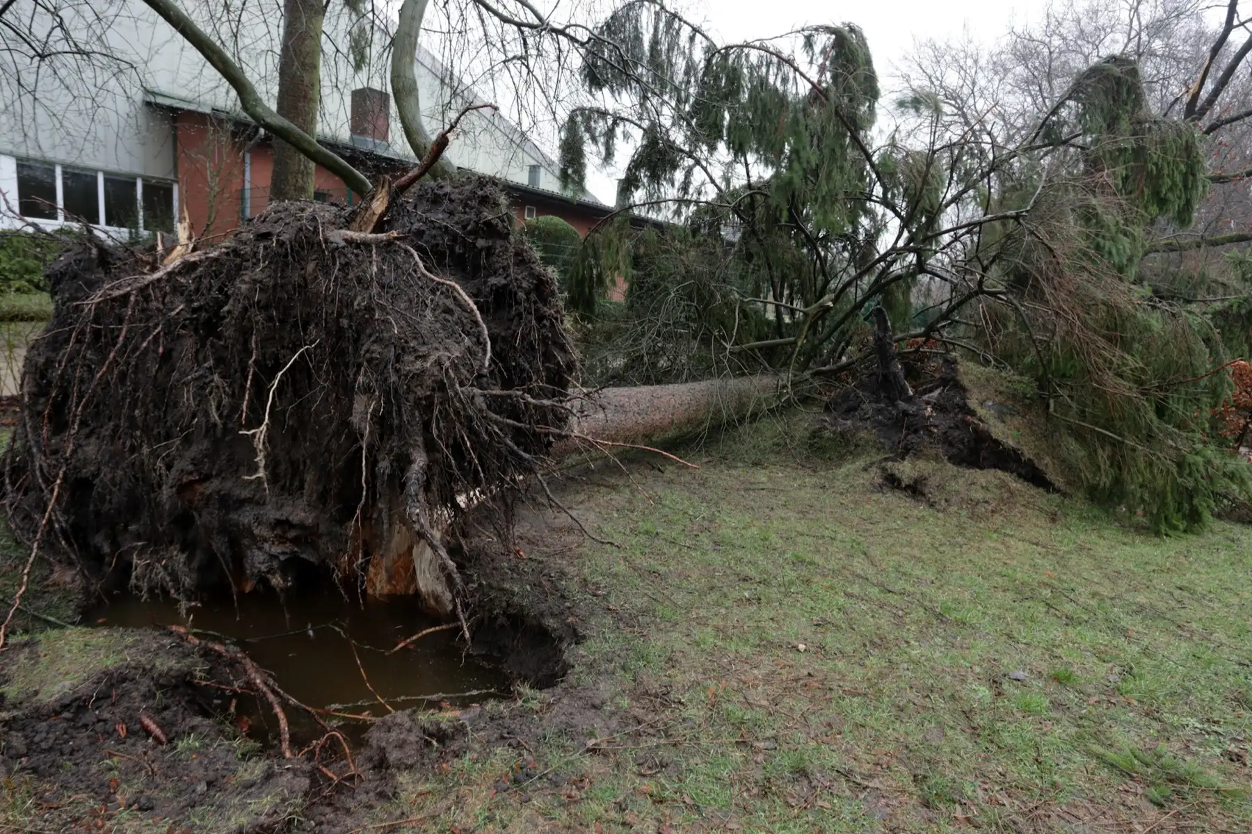 Arbre déraciné tombé dans un jardin après une tempête